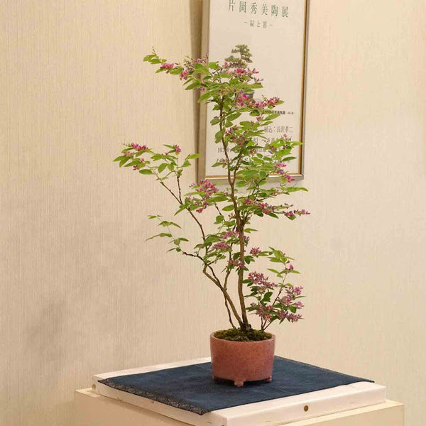 The exhibition featuring bonsai pots