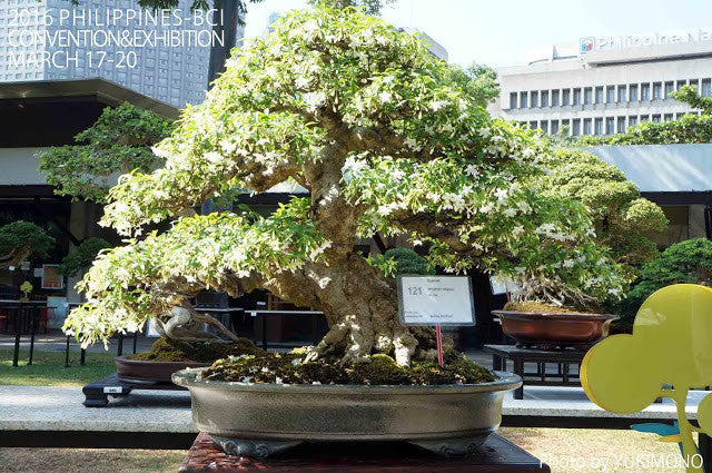 Philippines Bonsai Trees! at 2016 Philippines-BCI Bonsai Exhibition Part2 Lovely 　